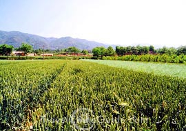 The village where the Qin terra cotta warriors and horses have been discovered nearby the Terra Cotta Army Museum